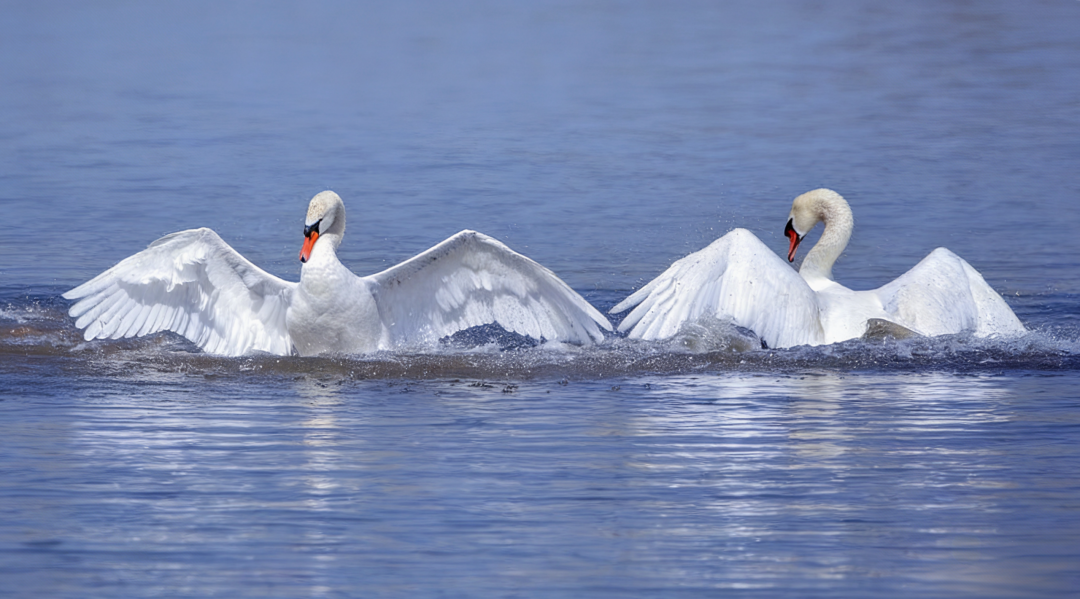 (摄影|张桂林) 图片