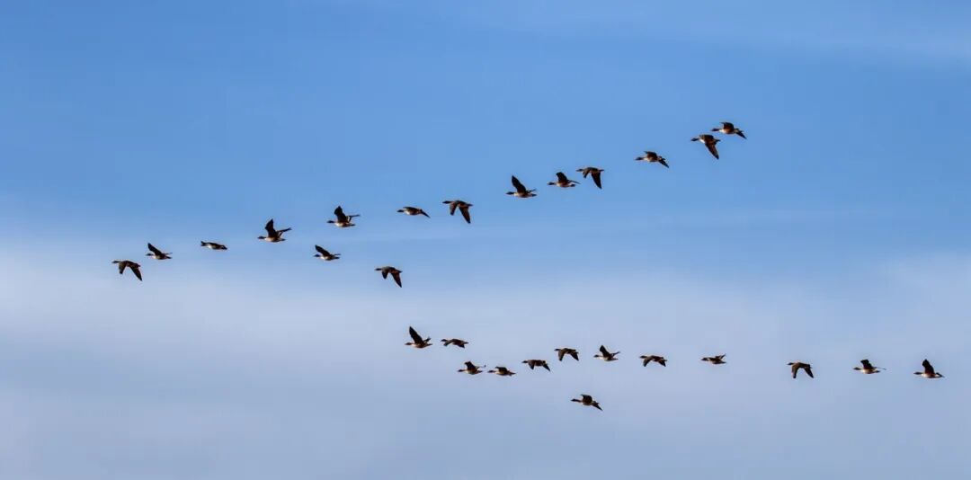 (摄影|张俭) 图片