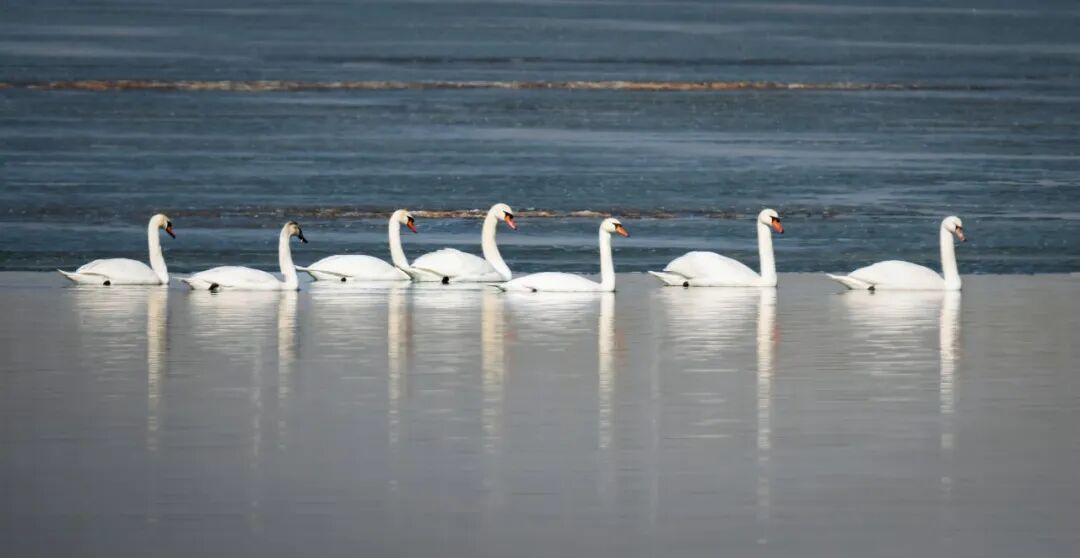 (摄影|王淑华) 图片