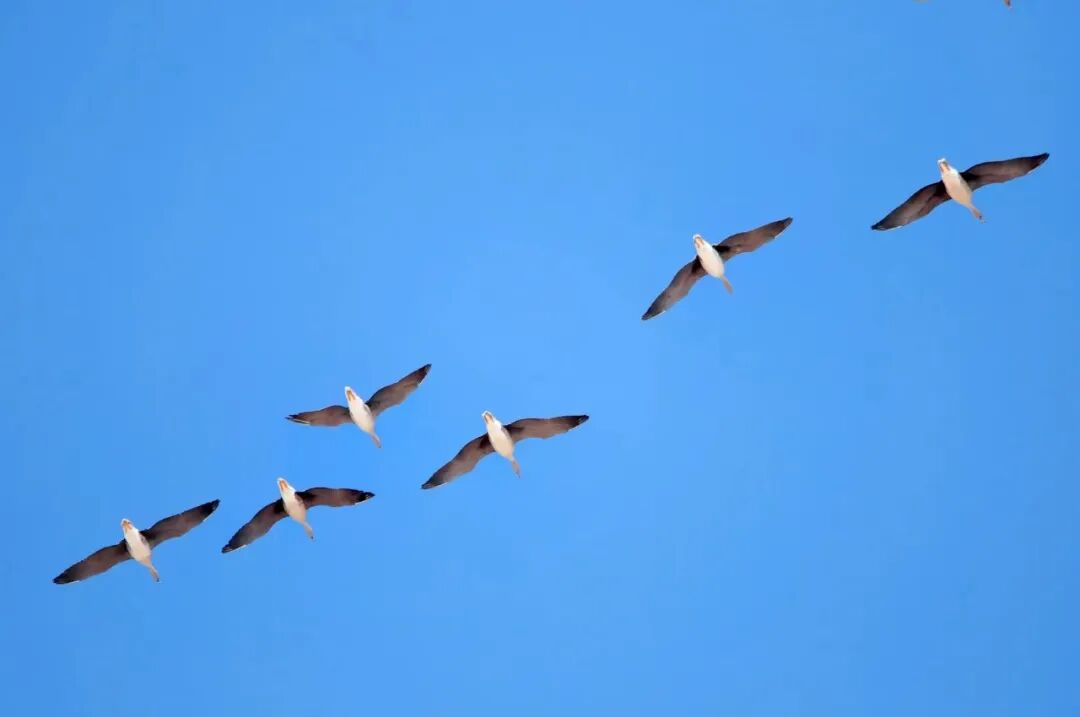 (摄影|王向东) 图片