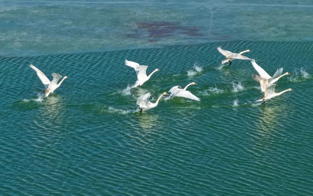 (摄影|张国玉) 图片