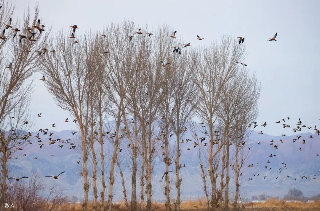 (摄影|高明志) 图片
