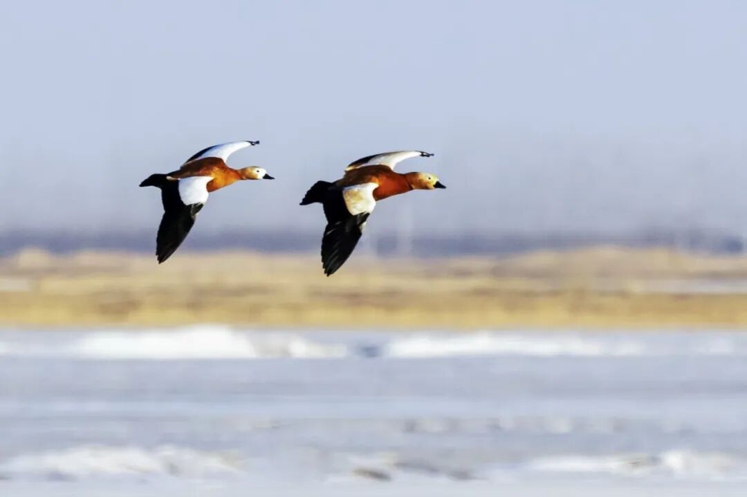 (摄影|吕维平) 图片