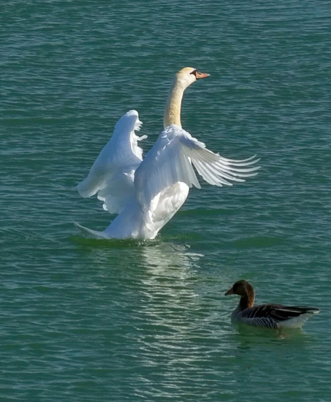 (摄影|张国玉) 图片