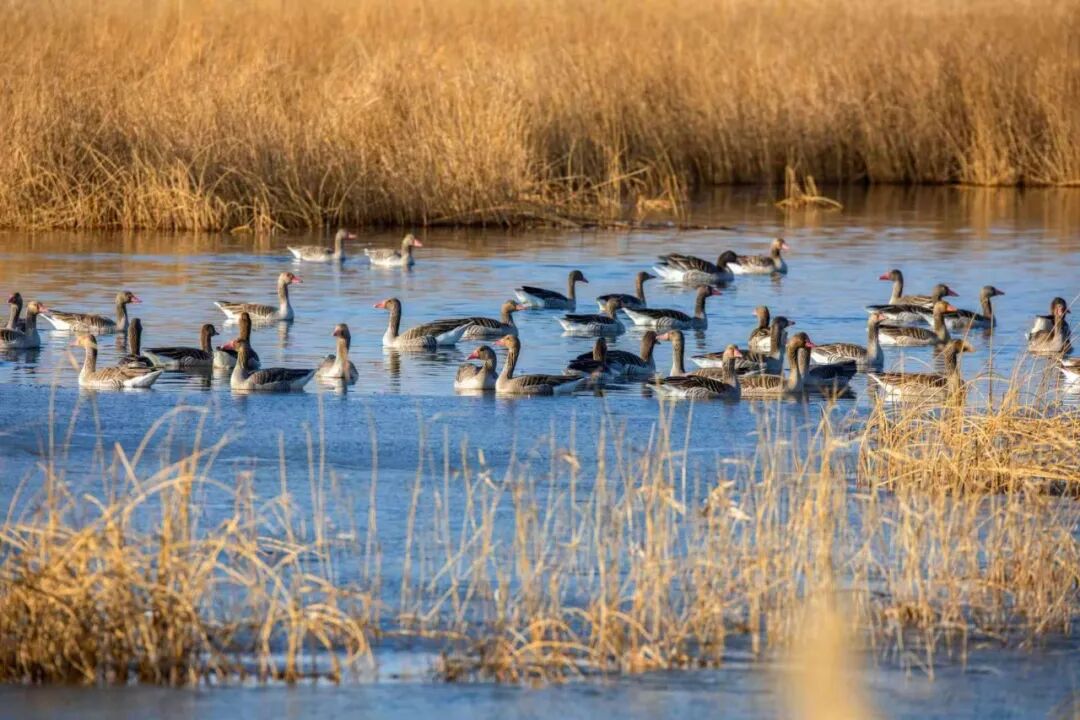 (摄影|张和平) 图片