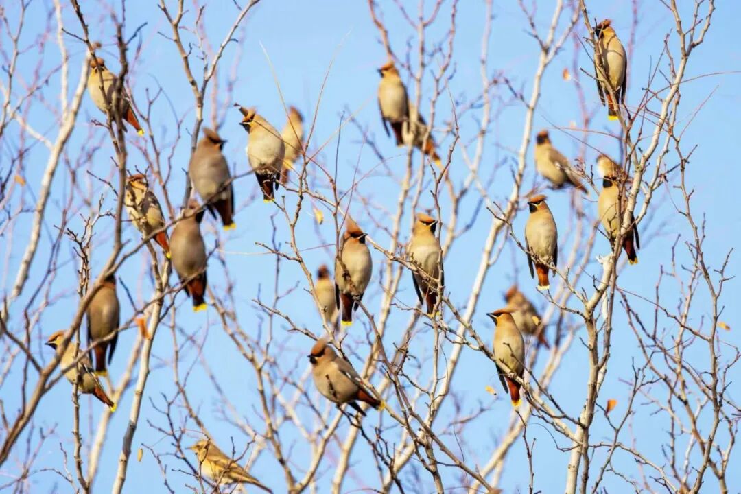 (摄影|吕维平) 图片