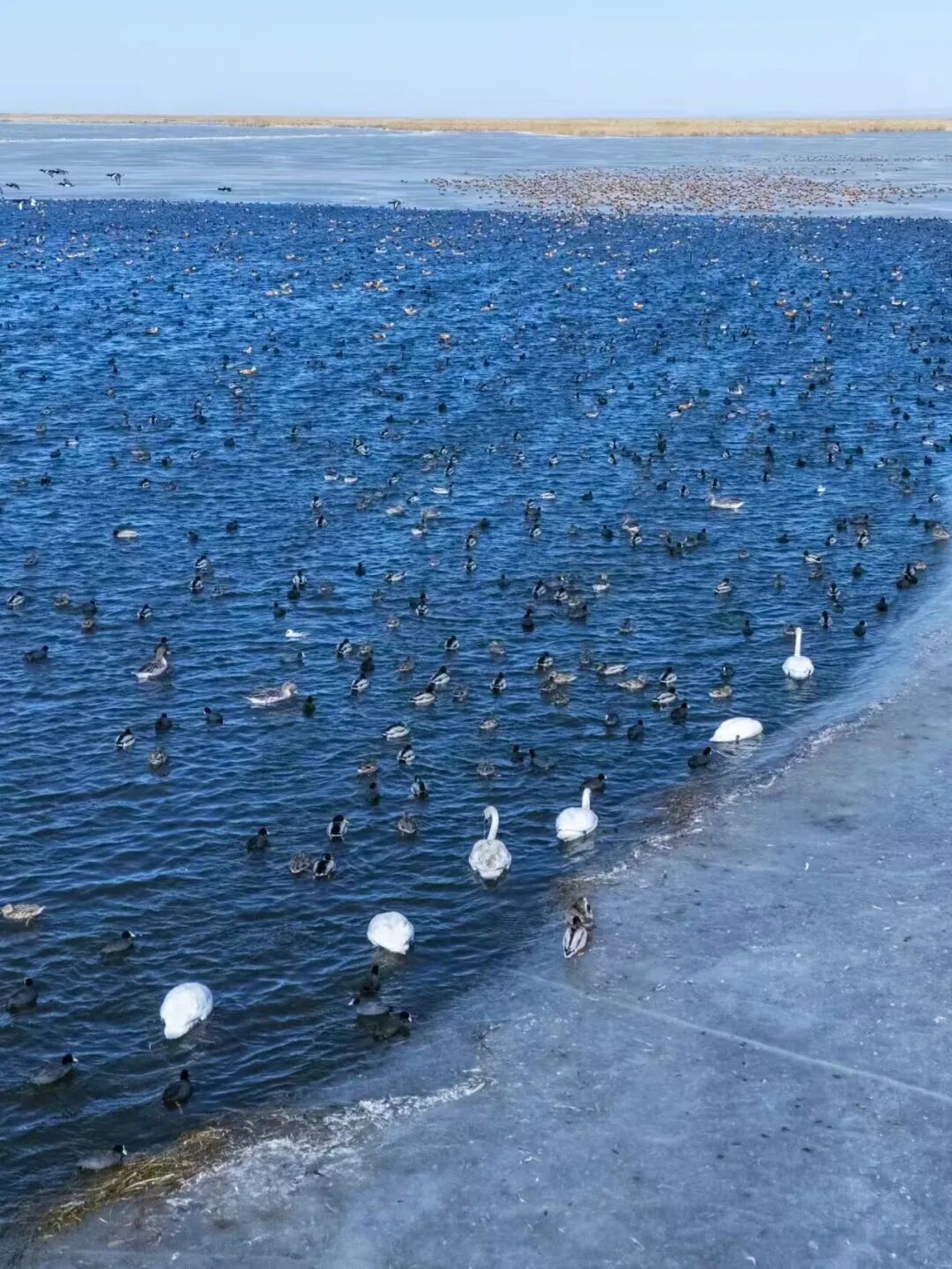 (摄影|张和平) 图片