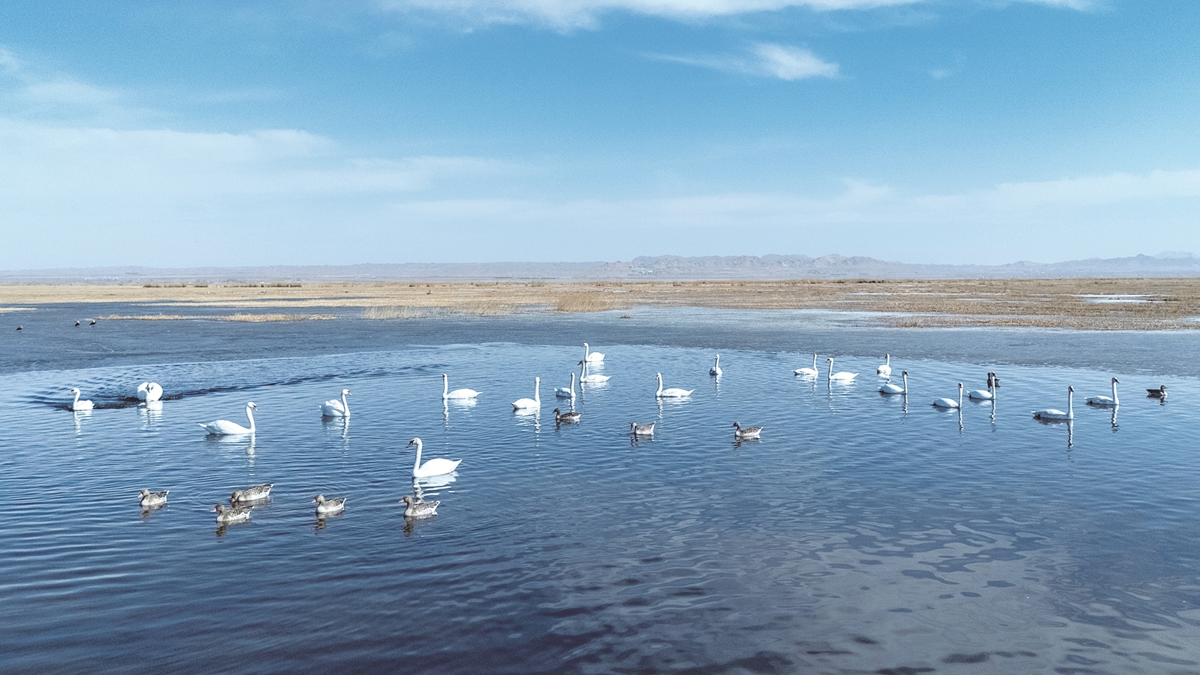 候鸟齐聚乌梁素海 签约摄影师 张和平/图