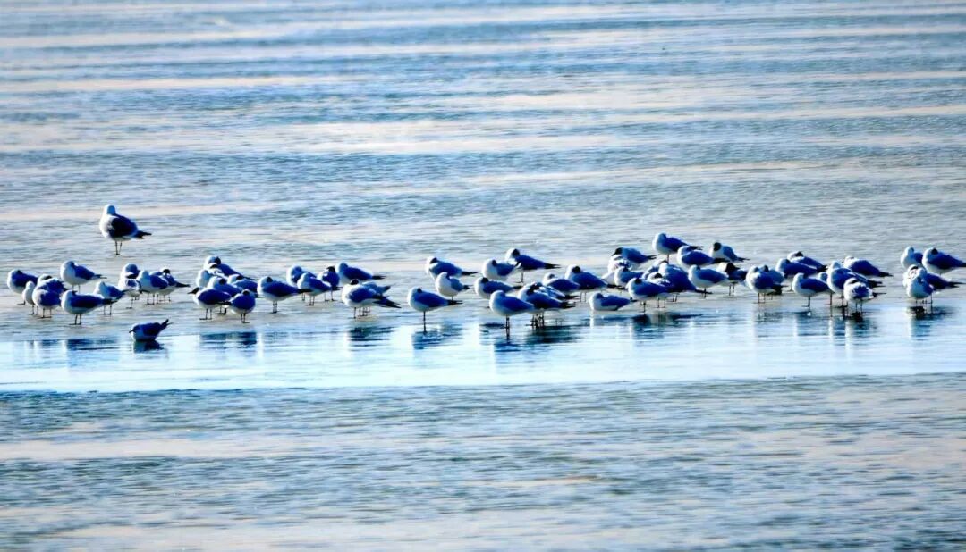 (摄影|王向东) 图片