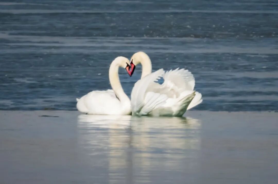 (摄影|王淑华) 图片