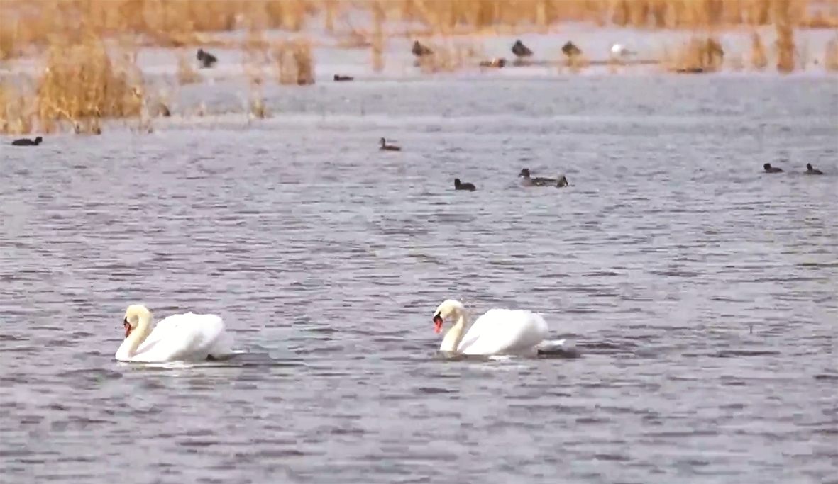 鸟儿在水面上游弋