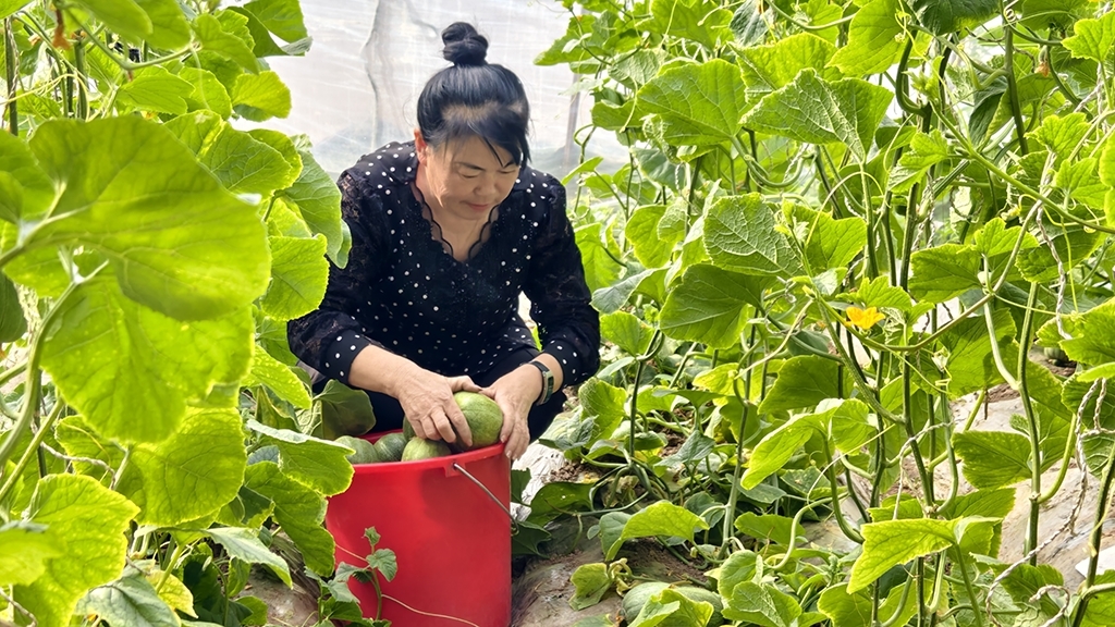 采摘灯笼红香瓜