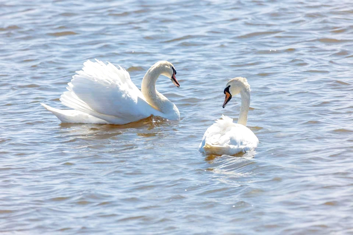 絮语清波 苑培业/摄