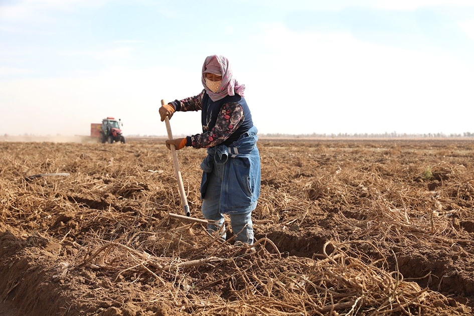 收获黄芪(资料图)